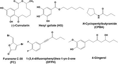 Curvularin Isolated From Phoma macrostoma Is an Antagonist of RhlR Quorum Sensing in Pseudomonas aeruginosa